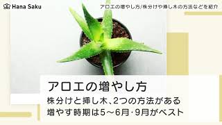 アロエ栽培と増やし方 株分けや挿し木の方法と時期について Hanasaku