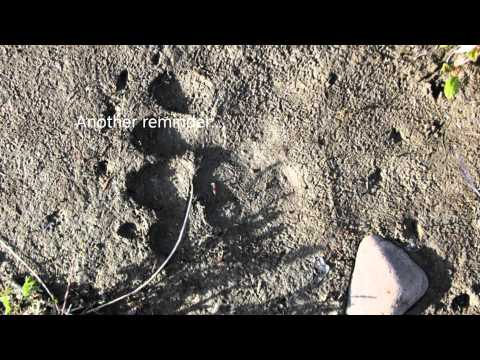 Kluane Park: Donjek Hiking Route (Part 3 - The Conclusion)