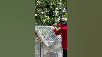 Atap kandang dari botol yang disusun rapi #pertanian #peternakan #tipsberkebun #fyi #reels #viral
