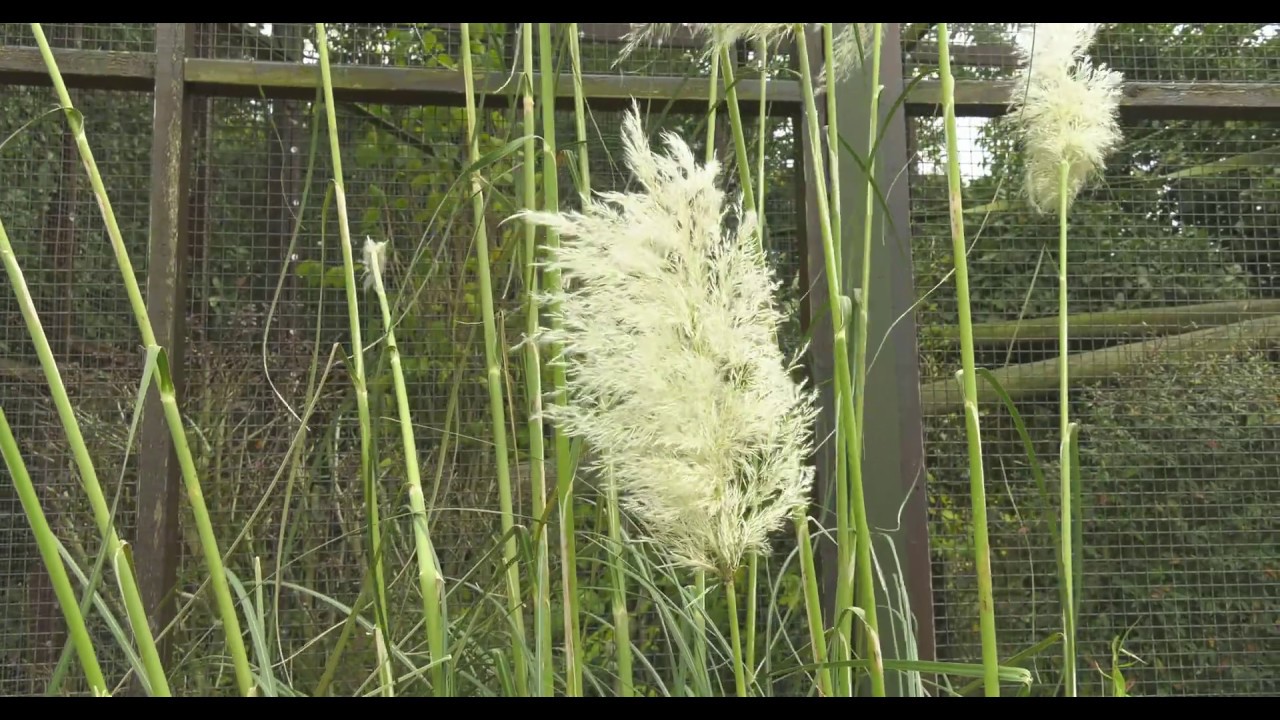 Shot 15 White plants  h 265@12bit