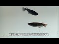 五式メダカを観察してみよう！