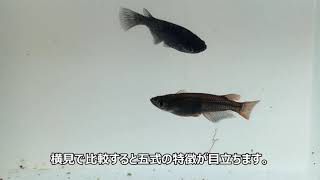 五式メダカを観察してみよう！