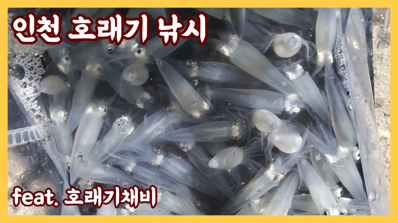 인천 호래기 낚시(feat. 호래기 잡아서 호래기라면 먹어보자~) - YouTube
