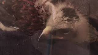 A stoners hobby campo imprinting a baby harris hawk