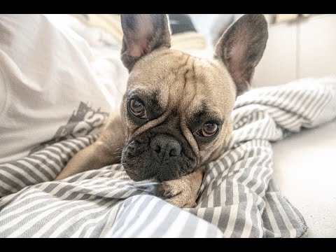 Videó: 10 lecke A kutyák tanítanak rólunk a szeretetről és az elfogadásról