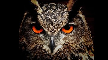 BEAUTIFUL OWLS | 8HOURS| OWL SOUNDS | GREAT STRESS REDUCER|NATURE