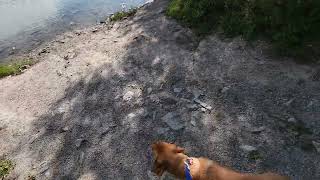 Mochi coming to a scenic pond on the walk.