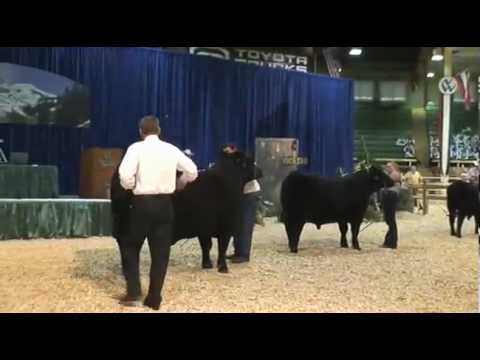 junior contra once caldas National Junior Angus Show - 2010 Bred and Owned Bulls - Sure Champ