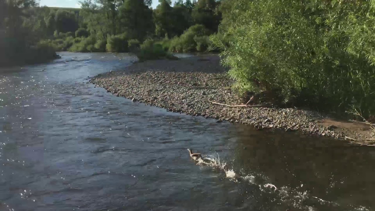 Уровень воды в чарыше на сегодня