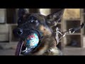 Dzek Belgian Malinois Detection inside and outside Dzek Belgian Malinois Detection inside and outside