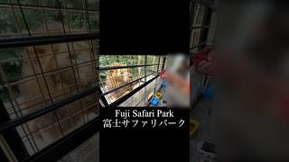 Fuji Safari Park/富士サファリパーク #shorts #ショート