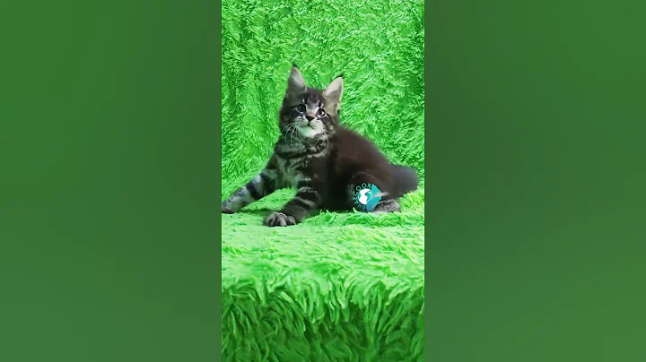 Video 6309631: adopt mainecoon cat, female mainecoon cat