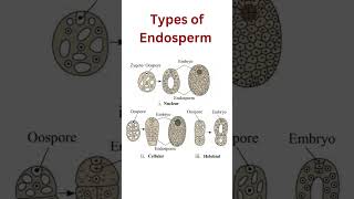 Types of endosperm #typesofendosperm #endosperm #types #biology #biologyimportant