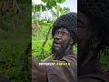 Lots Of Papaya Jamaica Reggae Nature Lots Of Papaya Jamaica Reggae Nature