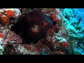 DIVING WITH CEPHALOPODS (OCTOPUS, SQUID AND CUTTLEFISH) AROUND THE WORLD UNDERWATER RELAXATION VIDEO