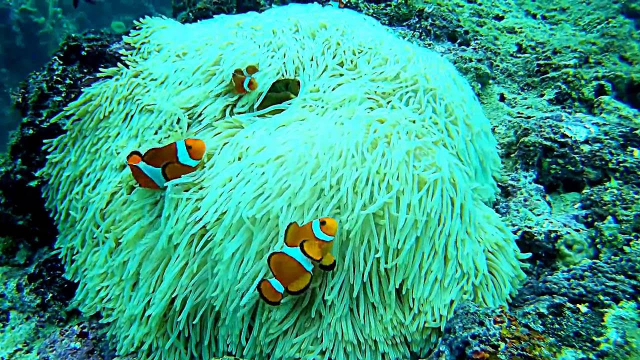 2016. 08. 07. real life finding Nemo - YouTube