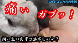 うさぎのおいしいサプリを紹介します!