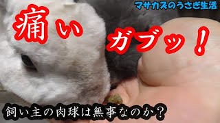 うさぎのおいしいサプリを紹介します!