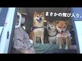 実家の柴犬を車中泊に誘ったら、想像以上でした。