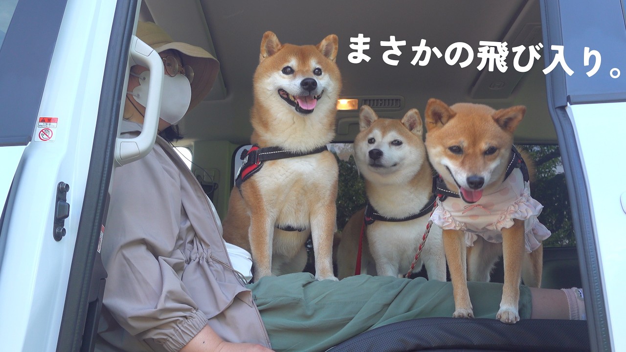 実家の柴犬を車中泊に誘ったら、想像以上でした。