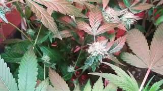 PurpleUrkle 🔀TrainWreck Flower