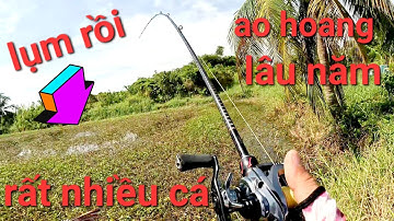 Quá trời chổ này cá nhiều như thiên đường vậy|câu cá lóc Gò Công/Thái Nguyễn fishing