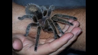 EPIC: TARANTULA: Crawling on my shoulder!