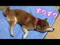 柴犬小春　布団を片付けようとしおても動かない！布団だいすき