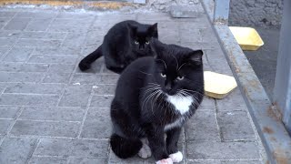 Tuxedo Father Cat With His Black Kitten