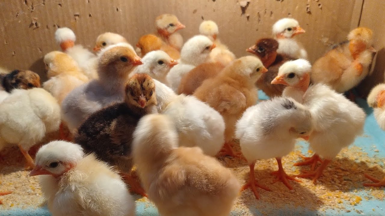 Lucrando sempre com criação caipira,chocadeira ajuda muito, mais nascimento.