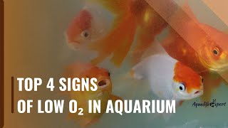 I Lost My All Fish Due to Low O2 in My Aquarium | These 4 Red Alarming Signs You Shouldn't Ignore