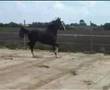 Tuigpaard dutch harness horse