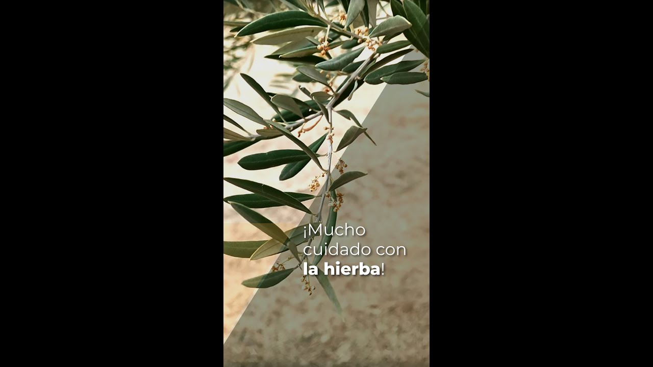 MUCHO CUIDADO CON LA HIERBA!