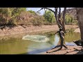 tilapias de 3 kilos en los charcos del rio escondido