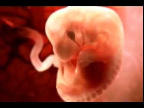 Life Before Birth