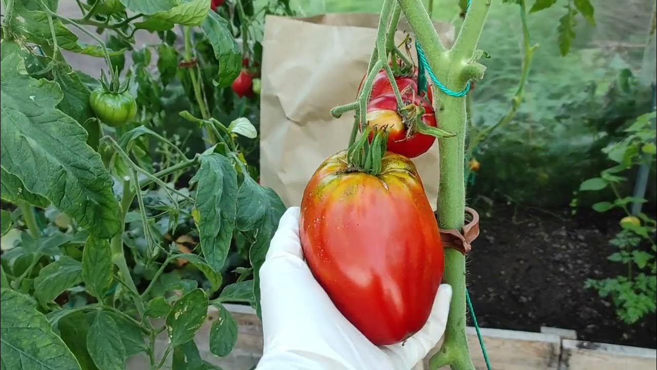 Мой фаворит сезона 2023! Томат Древнее сердце Акви Терме ( Cuore Antico ...