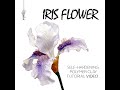 iris flower©