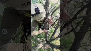 @phil.vision5723 gives a quick rundown of some signs that a tree might have dead branches. EMB