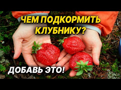 Видео: Первая подкормка клубники весной для большого урожая!