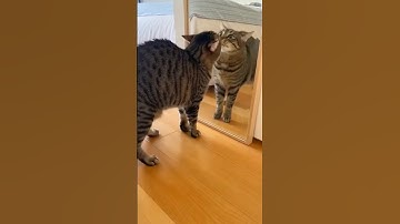 Funny Cat Caught Arguing With Her Own Reflection