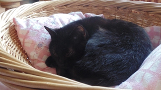 Emisión en directo de Noevs2