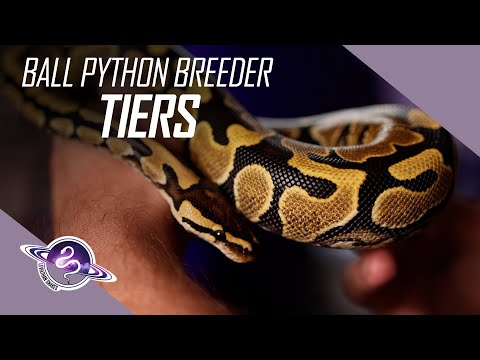 High, Mid, and Low-End Reptile Breeders | Ball Python Breeding Tiers