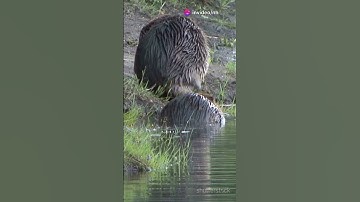 Beaver Basics: Nature’s Master Architects 🌊🌲#wildlifefacts #naturelovers #animalfacts #didyouknow