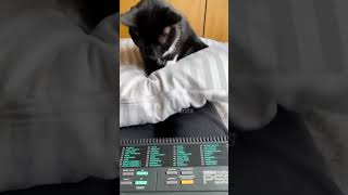 Purrs And Pranks #148 #funny #purr #pets