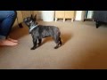 Training a puppy French Bulldog Training a puppy French Bulldog