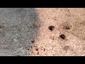 Worm on a Tempe Arizona sidewalk.