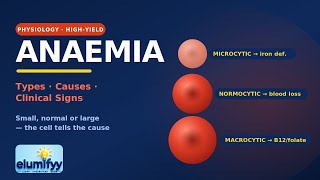 Anaemia Is NOT a Disease โ Here's What It Really Is