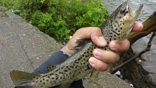 Stocked Brown Trout Fishing After Heavy Rain (Philadelphia, PA)