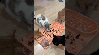 Merry Catmas 😸🎄Holiday enrichment mat ✨#catfood #catfeeding #feedmycats #catasmr #enrichment