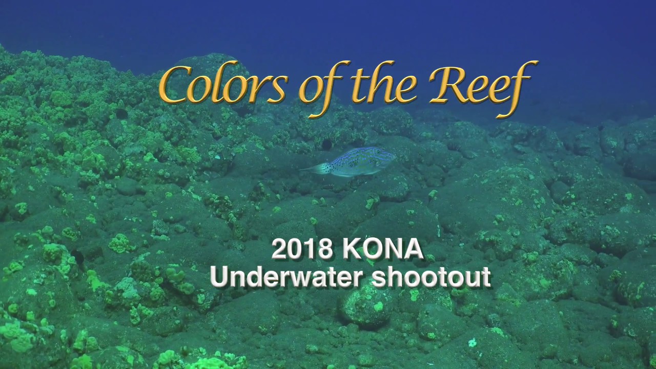 Kona underwater Shootout 2018 - 3rd Place - Colors of The Reef by Wayne Ettel | Kona Honu Divers